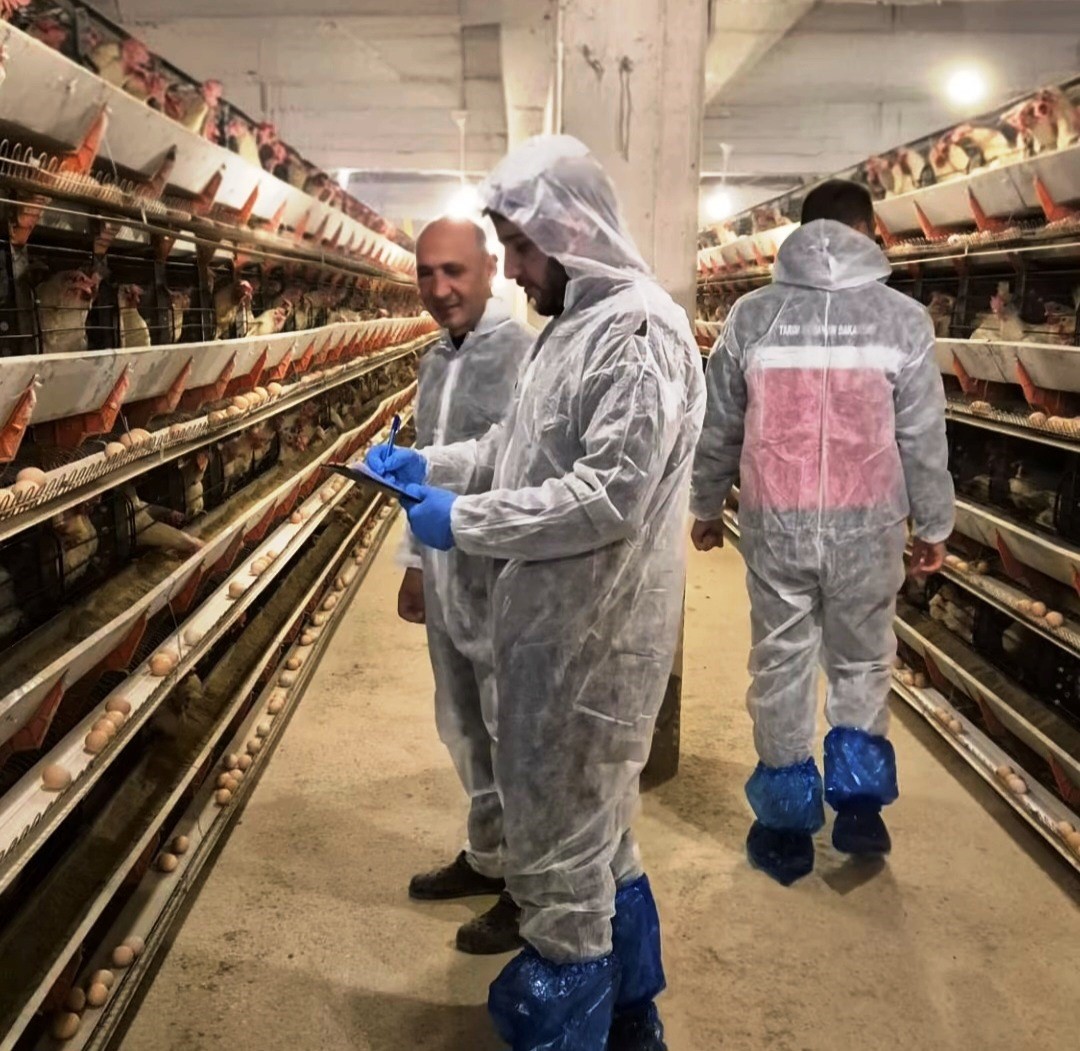 Simavda ticari yumurtacı tavukçuluk işletmesinde ilk resmi denetim