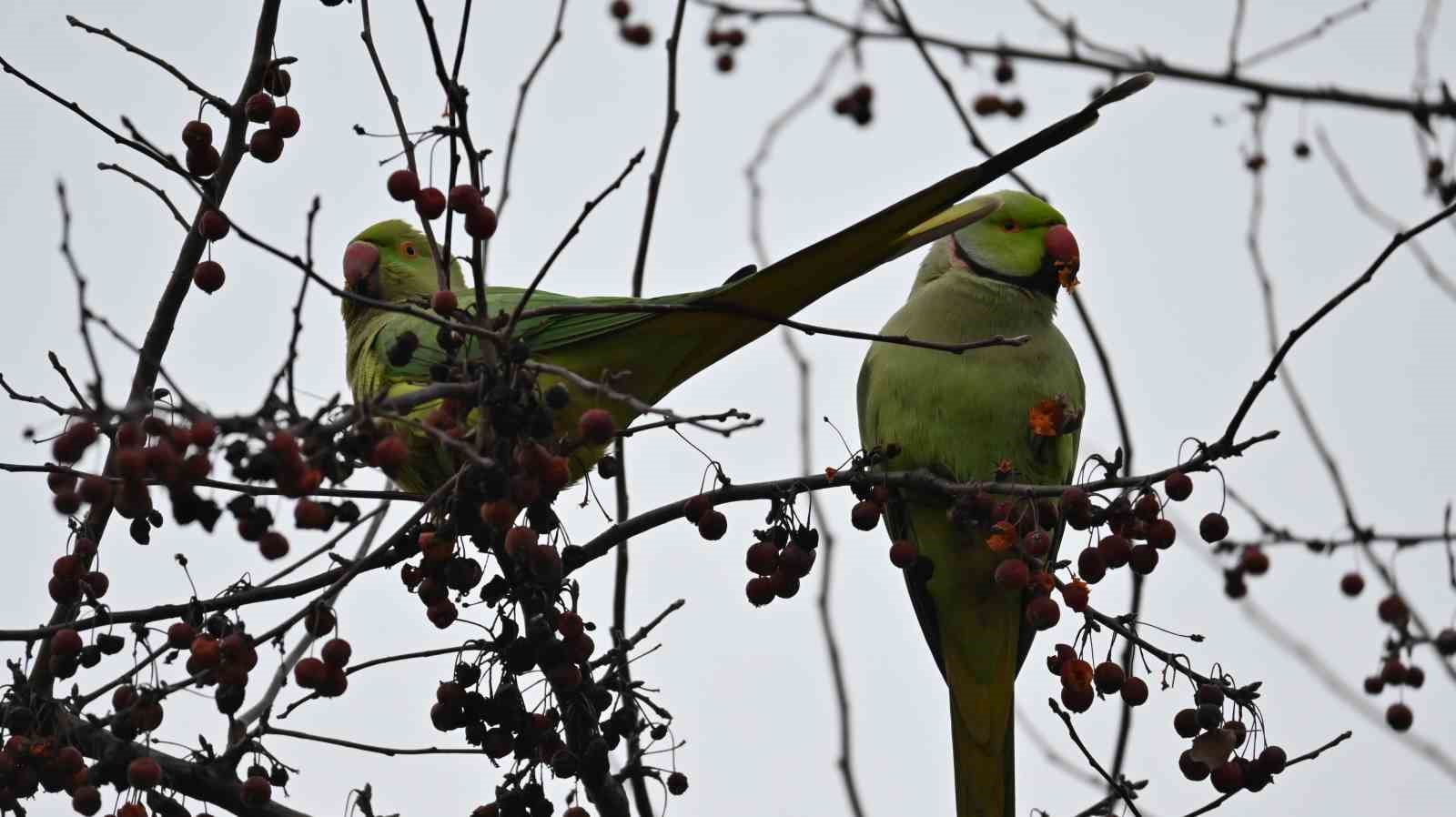 Şirintepe Mahallesinde renkli görüntüler: Papağanlar parkı mesken tuttu