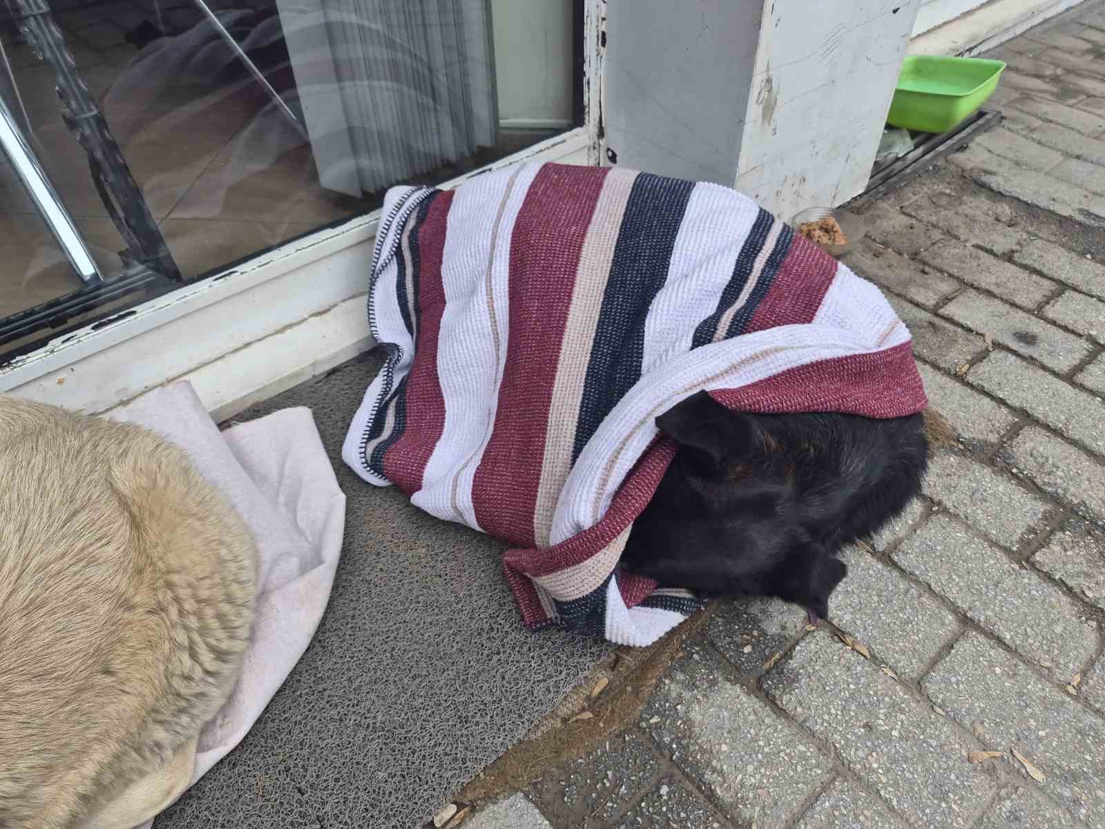 Soğuktan üşüyen sokak köpeği için çözümü üzerini örtmekte buldu
