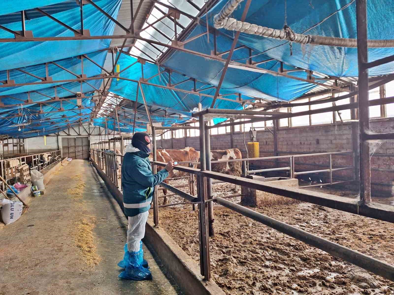 Tavşanlıda hayvancılık işletmelerine yönelik besilik hayvan kapasite tespit çalışması