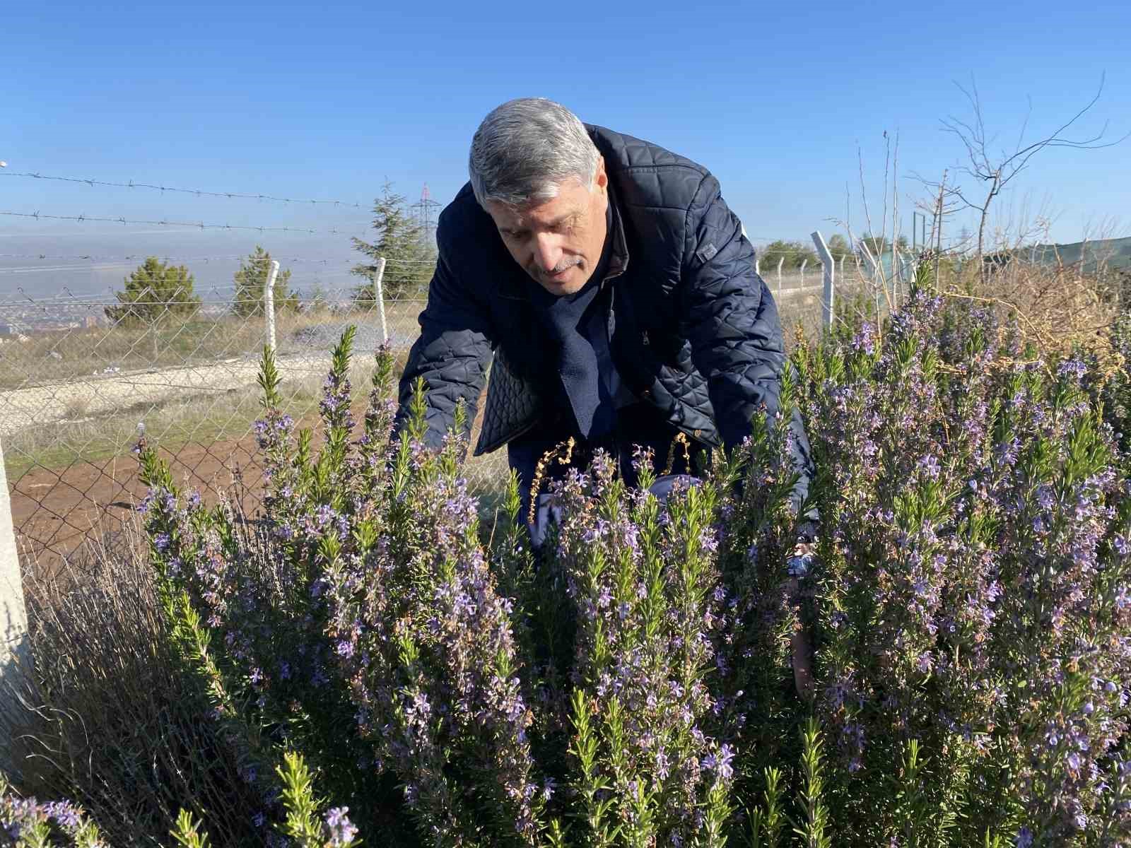 Yapılan 10 yıllık çalışma sonucunda artık Eskişehirde biberiye üretilebiliyor