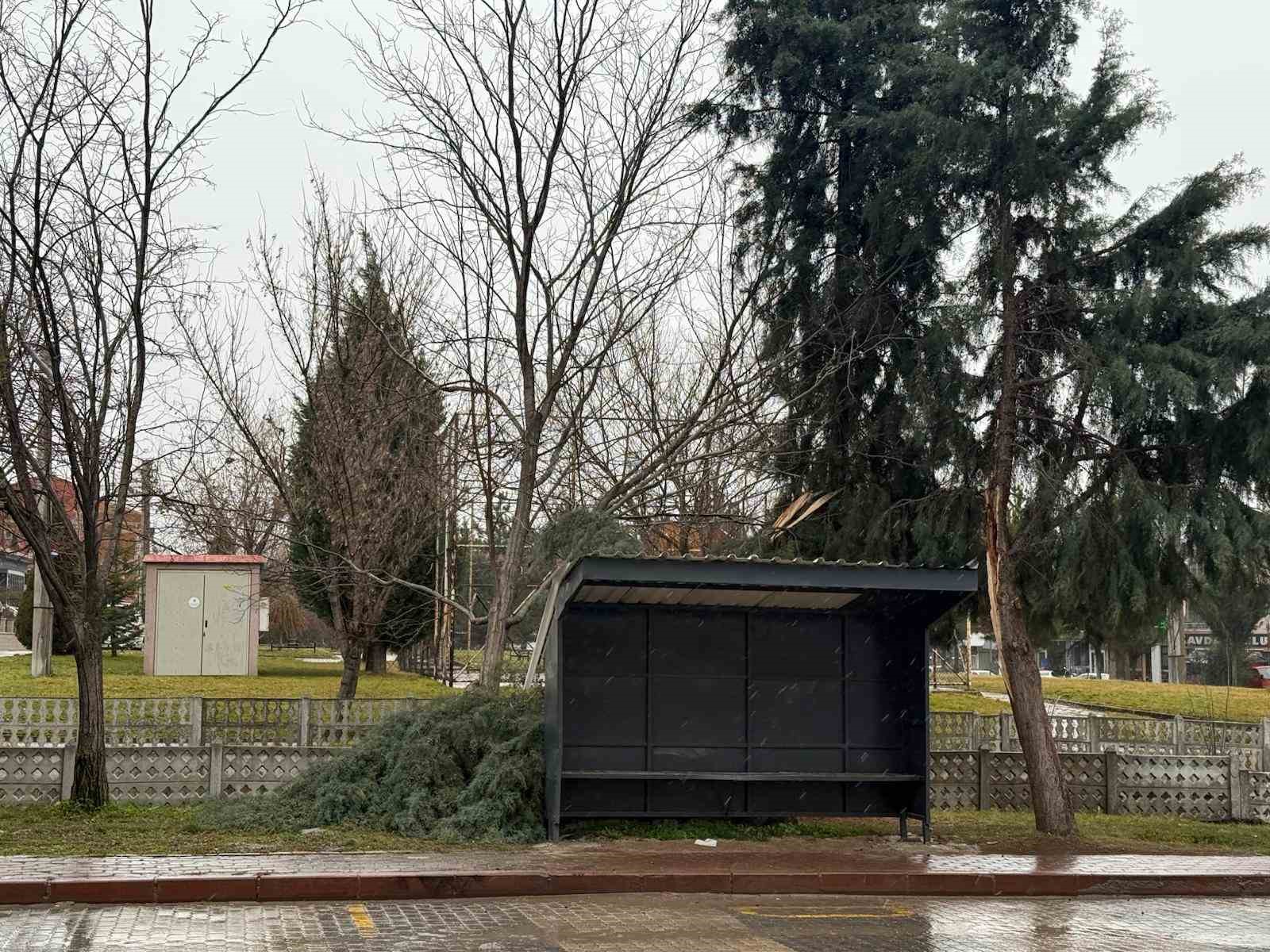 Tavşanlıda şiddetli rüzgar ağaç devirdi