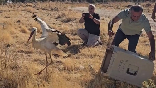 Ölen eşinin başında 5 gün bekleyen leylek yeniden doğaya kavuştu