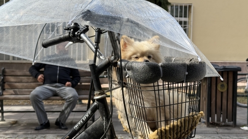 Yağmurda minik dostuna şemsiyeli koruma