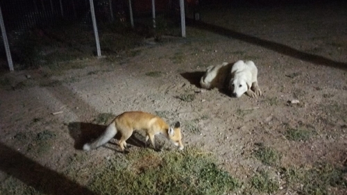 Eskişehir’de evin bahçesine gelen tilkiyi elleriyle beslediler