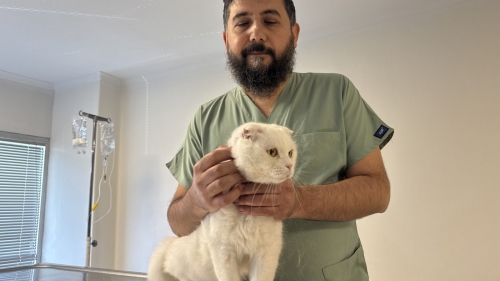 Veterinerden evcil hayvan sahiplerine kritik uyarı: Masum görünen eşyalar ölümcül olabilir