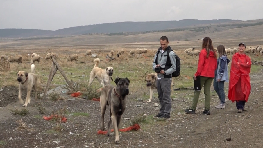 İtalyan uzmanlar Eskişehir'deki Türk çoban köpeklerine hayran kaldı